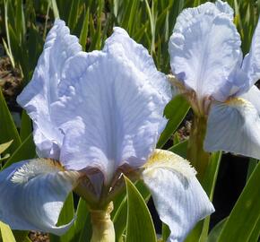 Kosatec nízký 'Orange Caper' - Iris barbata-nana 'Orange Caper'