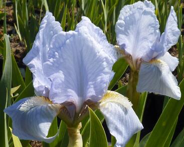 Kosatec nízký 'Orange Caper'