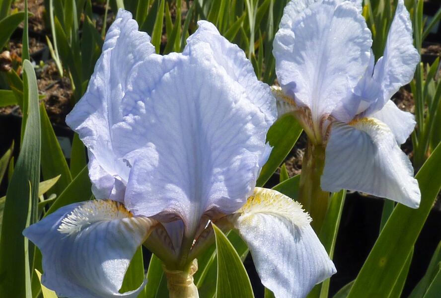 Kosatec nízký 'Orange Caper' - Iris barbata-nana 'Orange Caper'