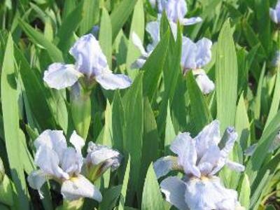 Kosatec nízký 'Orange Caper' - Iris barbata-nana 'Orange Caper'