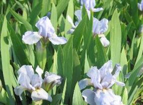 Kosatec nízký 'Orange Caper' - Iris barbata-nana 'Orange Caper'