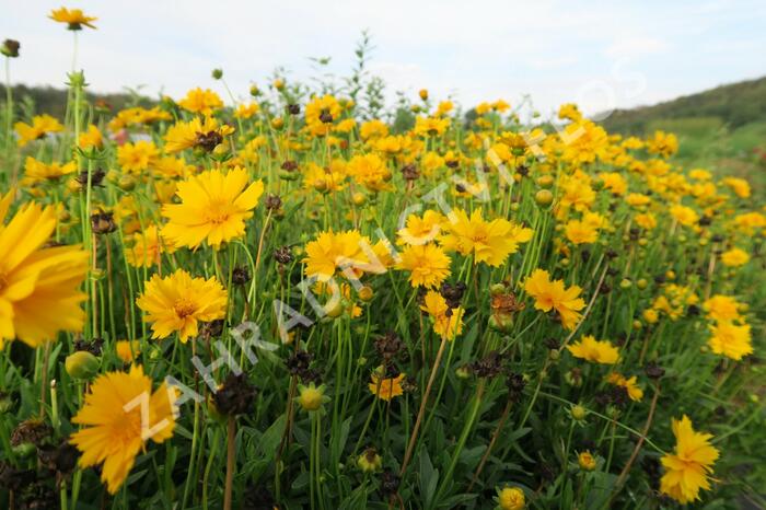 Krásnoočko velkokvěté 'Santa Fe' - Coreopsis grandiflora 'Santa Fe'