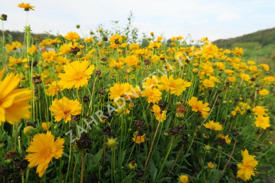 Krásnoočko velkokvěté 'Santa Fe' - Coreopsis grandiflora 'Santa Fe'