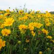 Krásnoočko velkokvěté 'Santa Fe' - Coreopsis grandiflora 'Santa Fe'