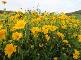 Krásnoočko velkokvěté 'Santa Fe' - Coreopsis grandiflora 'Santa Fe'