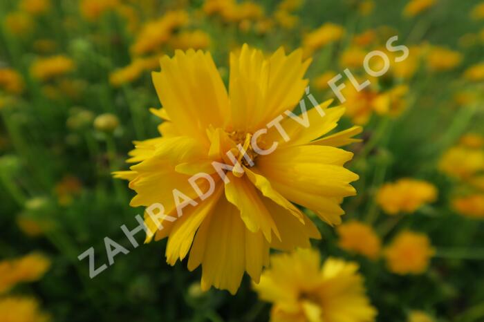 Krásnoočko velkokvěté 'Santa Fe' - Coreopsis grandiflora 'Santa Fe'