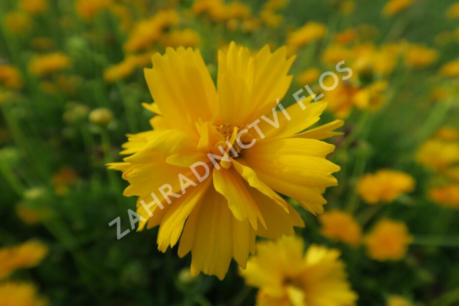 Krásnoočko velkokvěté 'Santa Fe' - Coreopsis grandiflora 'Santa Fe'