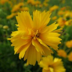 Krásnoočko velkokvěté 'Santa Fe' - Coreopsis grandiflora 'Santa Fe'