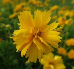 Krásnoočko velkokvěté 'Santa Fe' - Coreopsis grandiflora 'Santa Fe'