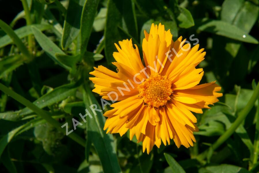 Krásnoočko velkokvěté 'Santa Fe' - Coreopsis grandiflora 'Santa Fe'