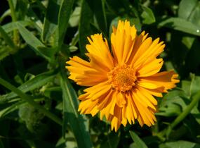 Krásnoočko velkokvěté 'Santa Fe' - Coreopsis grandiflora 'Santa Fe'