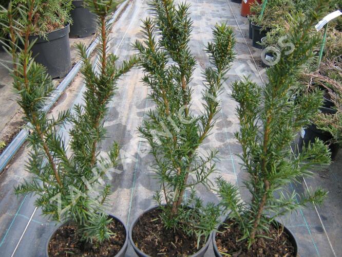 Tis prostřední 'Hicksii' - Taxus media 'Hicksii'