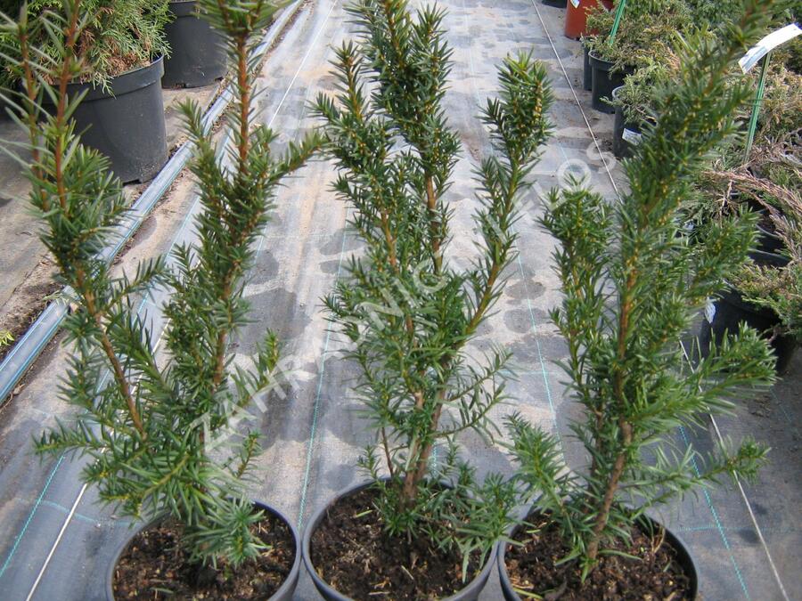 Tis prostřední 'Hicksii' - Taxus media 'Hicksii'