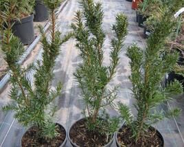 Tis prostřední 'Hicksii'