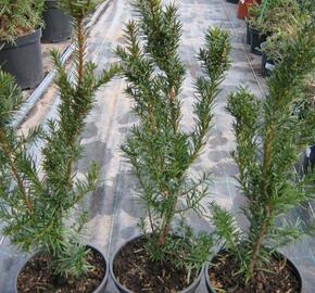 Tis prostřední 'Hicksii' - Taxus media 'Hicksii'