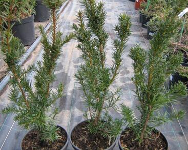 Tis prostřední 'Hicksii'