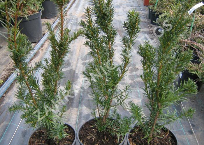 Tis prostřední 'Hicksii' - Taxus media 'Hicksii'