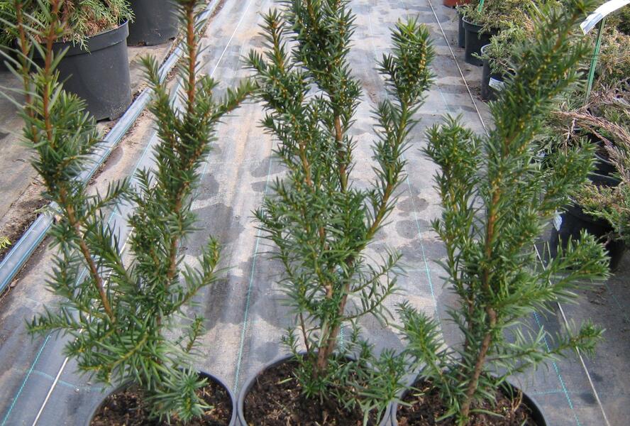 Tis prostřední 'Hicksii' - Taxus media 'Hicksii'