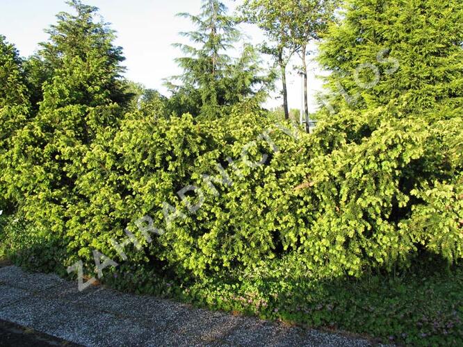 Tis červený 'Summergold' - Taxus baccata 'Summergold'