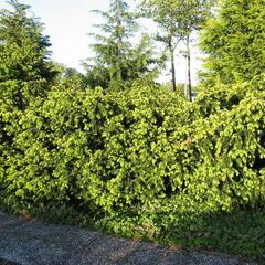 Tis červený 'Summergold' - Taxus baccata 'Summergold'