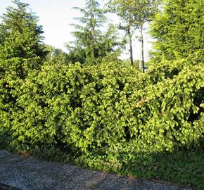 Tis červený 'Summergold' - Taxus baccata 'Summergold'