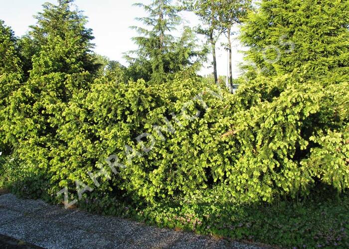 Tis červený 'Summergold' - Taxus baccata 'Summergold'