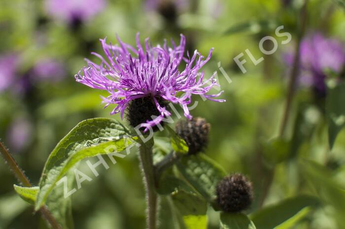 Chrpa 'Cara Mia' - Centaurea 'Cara Mia'