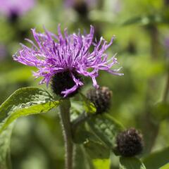 Chrpa 'Cara Mia' - Centaurea 'Cara Mia'