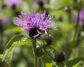 Chrpa 'Cara Mia'