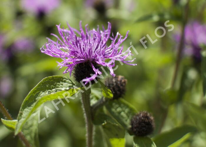 Chrpa 'Cara Mia' - Centaurea 'Cara Mia'
