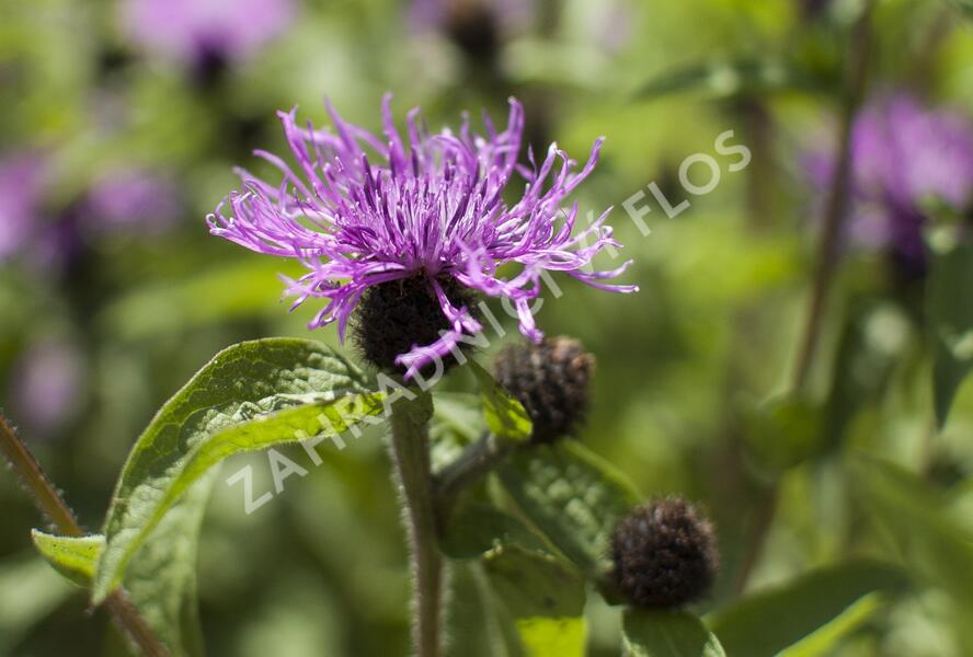 Chrpa 'Cara Mia' - Centaurea 'Cara Mia'