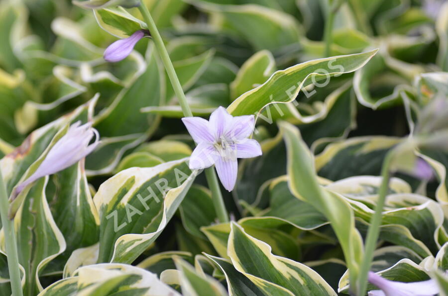 Bohyška 'Austin Dickinson' - Hosta 'Austin Dickinson'