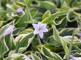 Bohyška 'Austin Dickinson' - Hosta 'Austin Dickinson'
