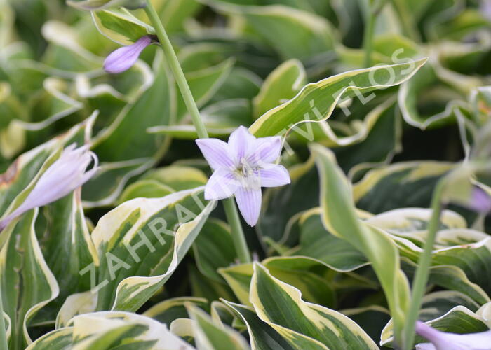 Bohyška 'Austin Dickinson' - Hosta 'Austin Dickinson'