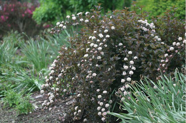 Tavola kalinolistá 'Summer Wine' - Physocarpus opulifolius 'Summer Wine'