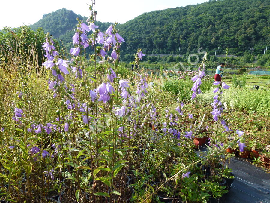 Zvonek 'Campbell' - Campanula prenanthoides 'Campbell'