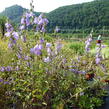 Zvonek 'Campbell' - Campanula prenanthoides 'Campbell'