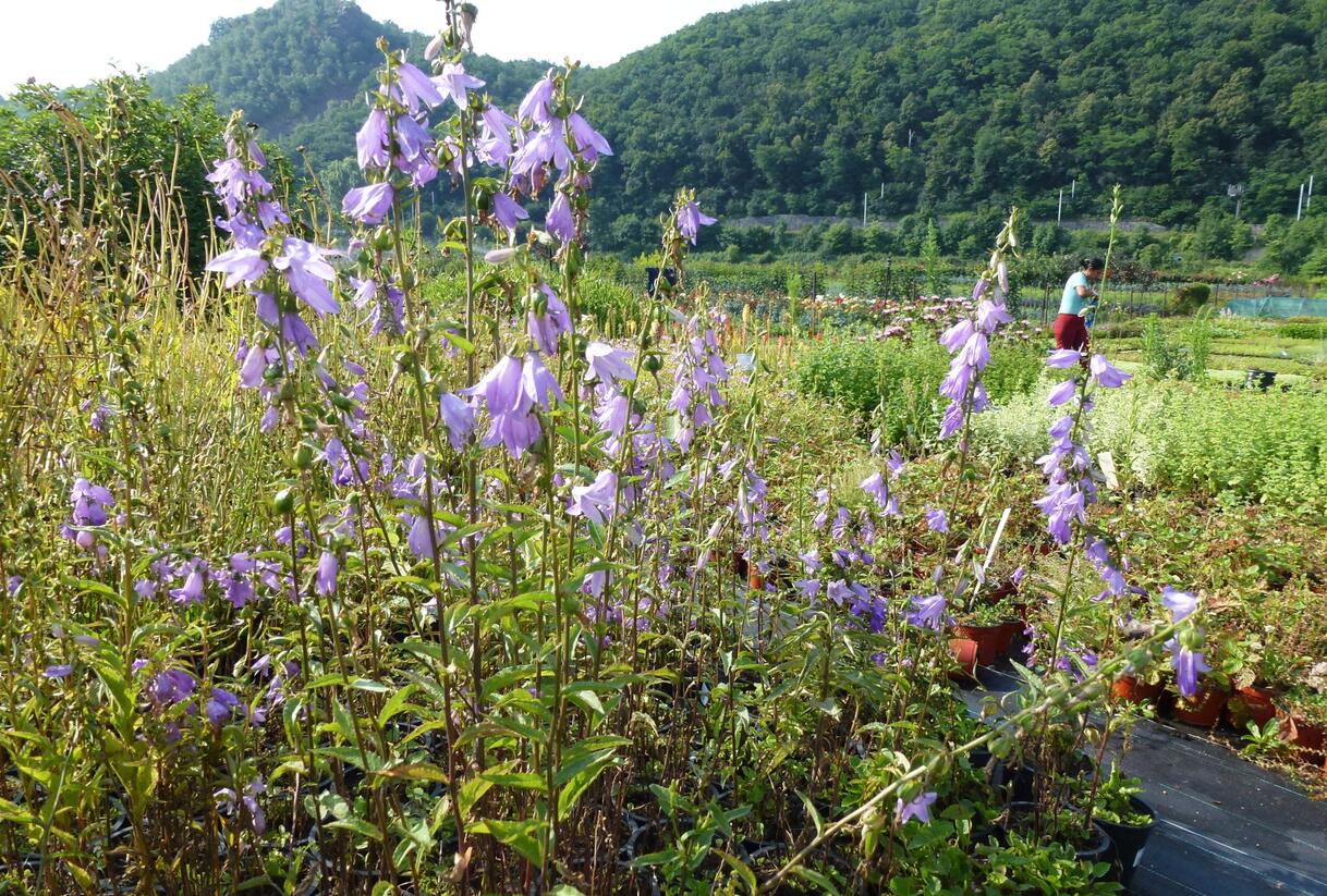 Zvonek 'Campbell' - Campanula prenanthoides 'Campbell'