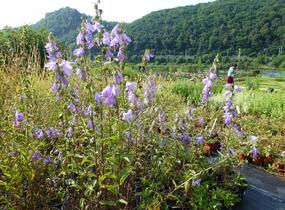 Zvonek 'Campbell' - Campanula prenanthoides 'Campbell'
