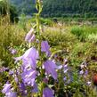 Zvonek 'Campbell' - Campanula prenanthoides 'Campbell'