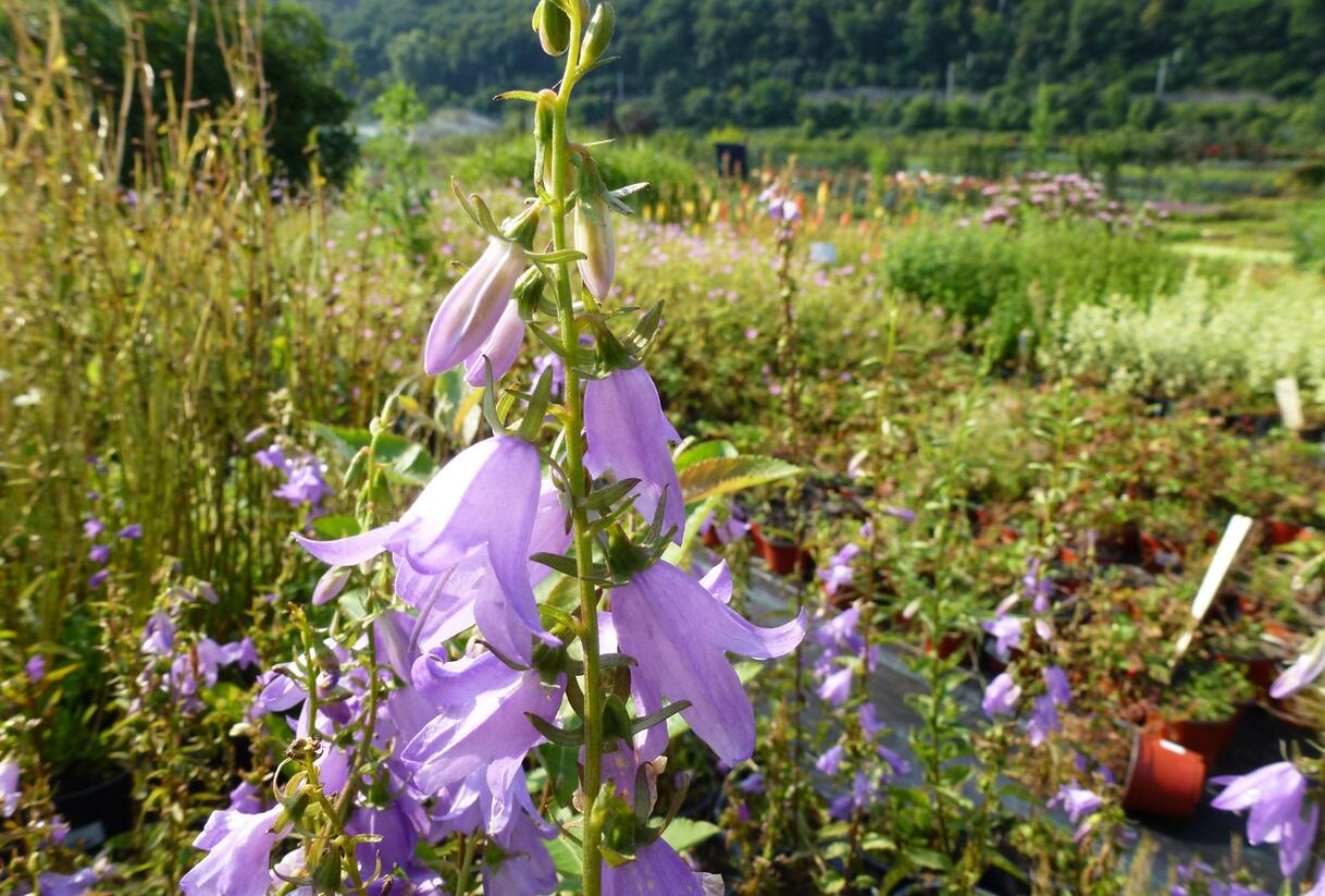 Zvonek 'Campbell' - Campanula prenanthoides 'Campbell'