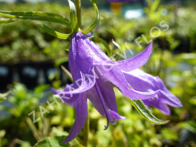 Zvonek 'Campbell' - Campanula prenanthoides 'Campbell'