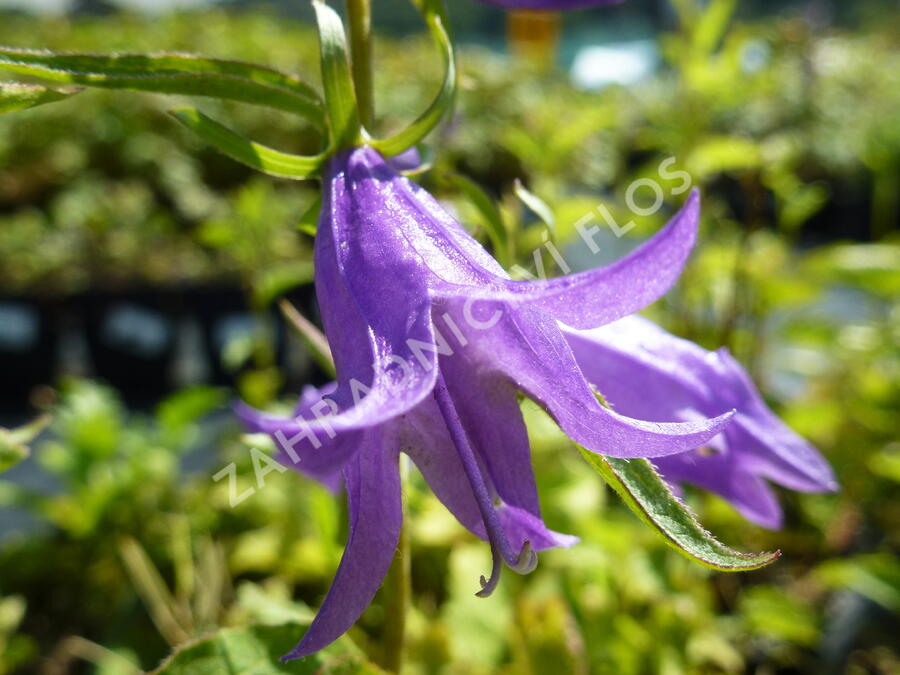 Zvonek 'Campbell' - Campanula prenanthoides 'Campbell'