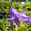 Zvonek 'Campbell' - Campanula prenanthoides 'Campbell'