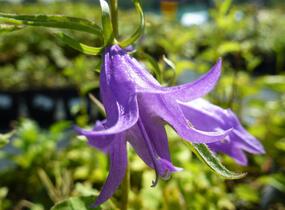 Zvonek 'Campbell' - Campanula prenanthoides 'Campbell'