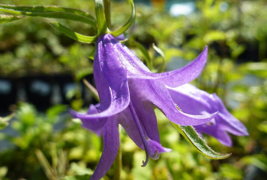 Zvonek 'Campbell' - Campanula prenanthoides 'Campbell'