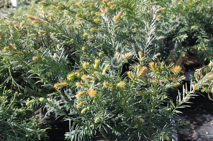 Tis červený 'Repandens' - Taxus baccata 'Repandens'