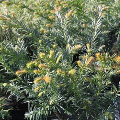 Tis červený 'Repandens' - Taxus baccata 'Repandens'