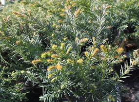 Tis červený 'Repandens' - Taxus baccata 'Repandens'