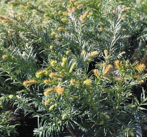 Tis červený 'Repandens' - Taxus baccata 'Repandens'